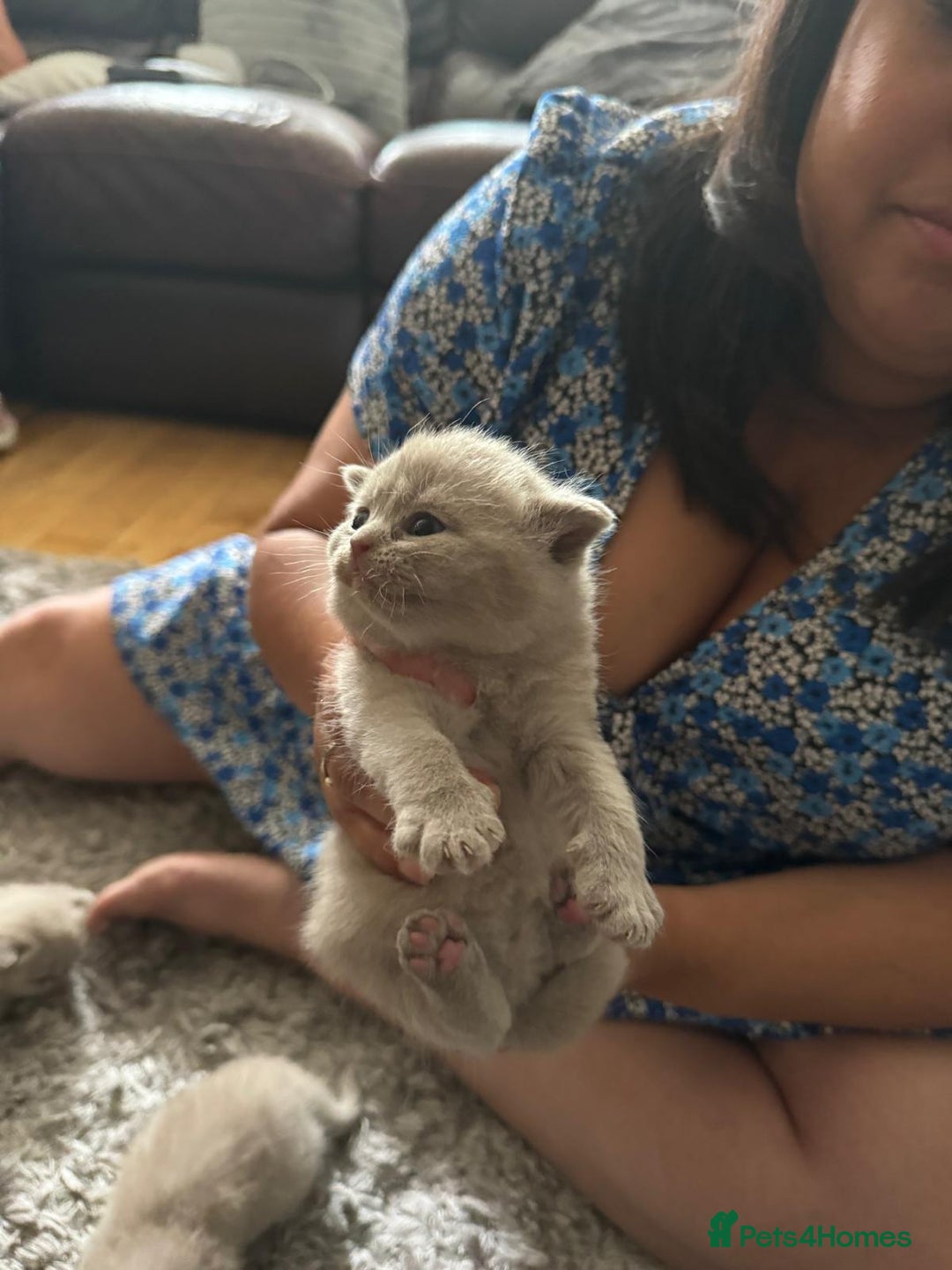 British Shorthair cats for sale: British short hair kittens GCCF registered  - Image 2