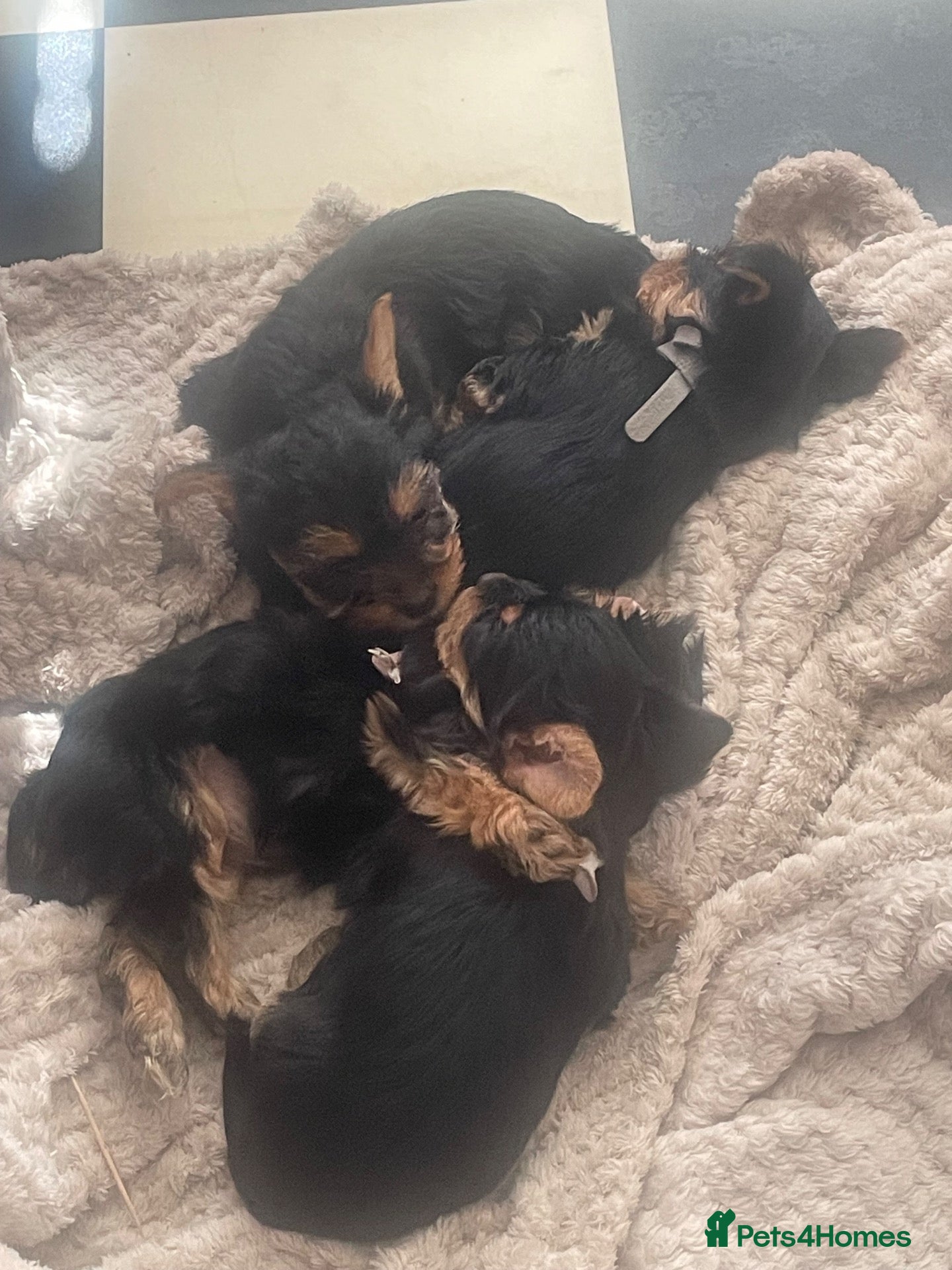Yorkshire Terrier dogs Yorkshire Terrier puppies 🐶  - Advert 2