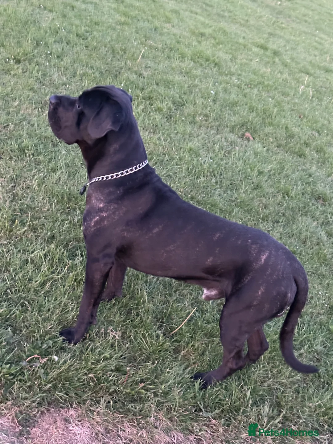 Cane Corso dogs for stud: Panther - Advert 2