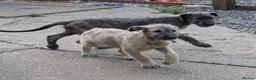 Irish Wolfhound dogs for sale: Irish Wolfhound puppies  - Advert 32