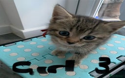 Mixed Breed cats for sale: Himalayan mixed - Image 3