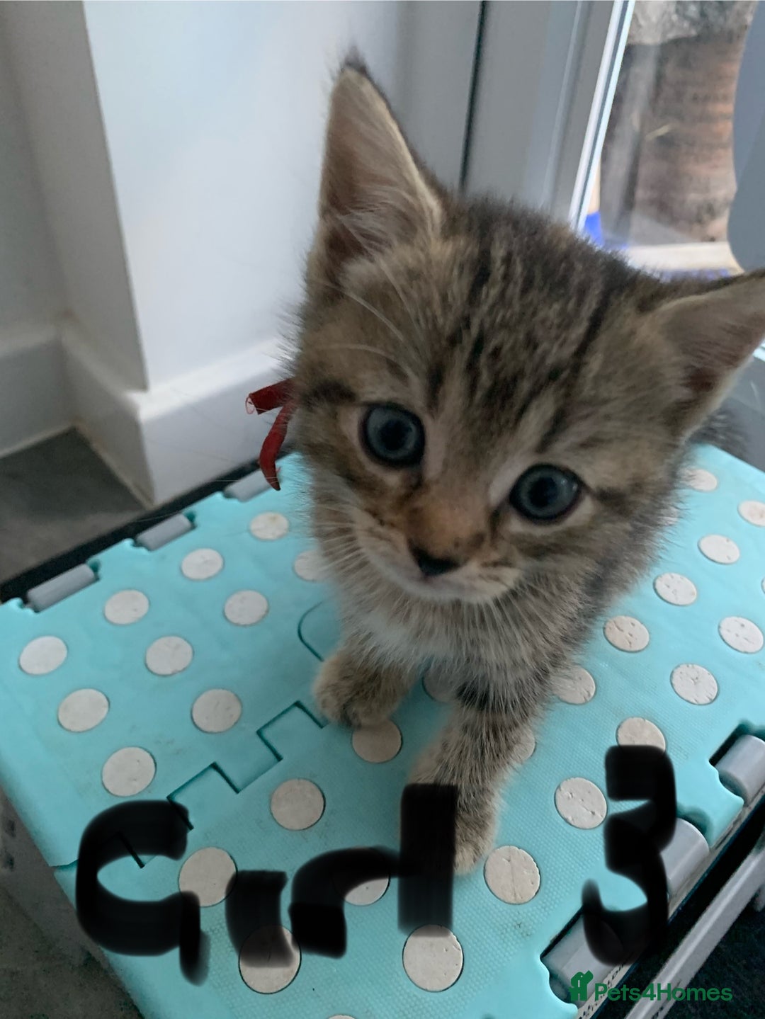 Mixed Breed cats for sale: Himalayan mixed - Image 3