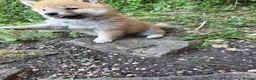 Japanese Shiba Inu dogs for sale: Health tested champion bloodline small size Shiba  - Advert 2