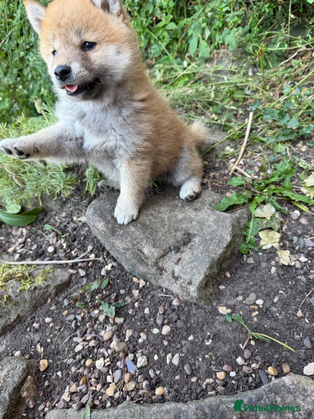 Japanese Shiba Inu dogs for sale: Health tested champion bloodline small size Shiba  - Advert 2