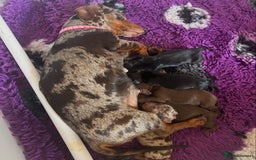 Miniature Dachshund dogs for sale: beautiful little dapple miniature Dachshund - Image 3