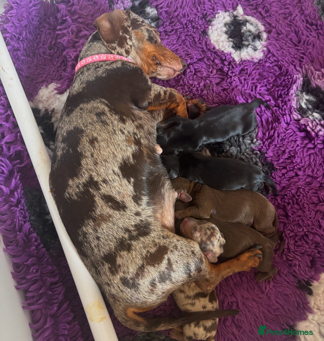 Miniature Dachshund dogs for sale: beautiful little dapple miniature Dachshund - Image 3