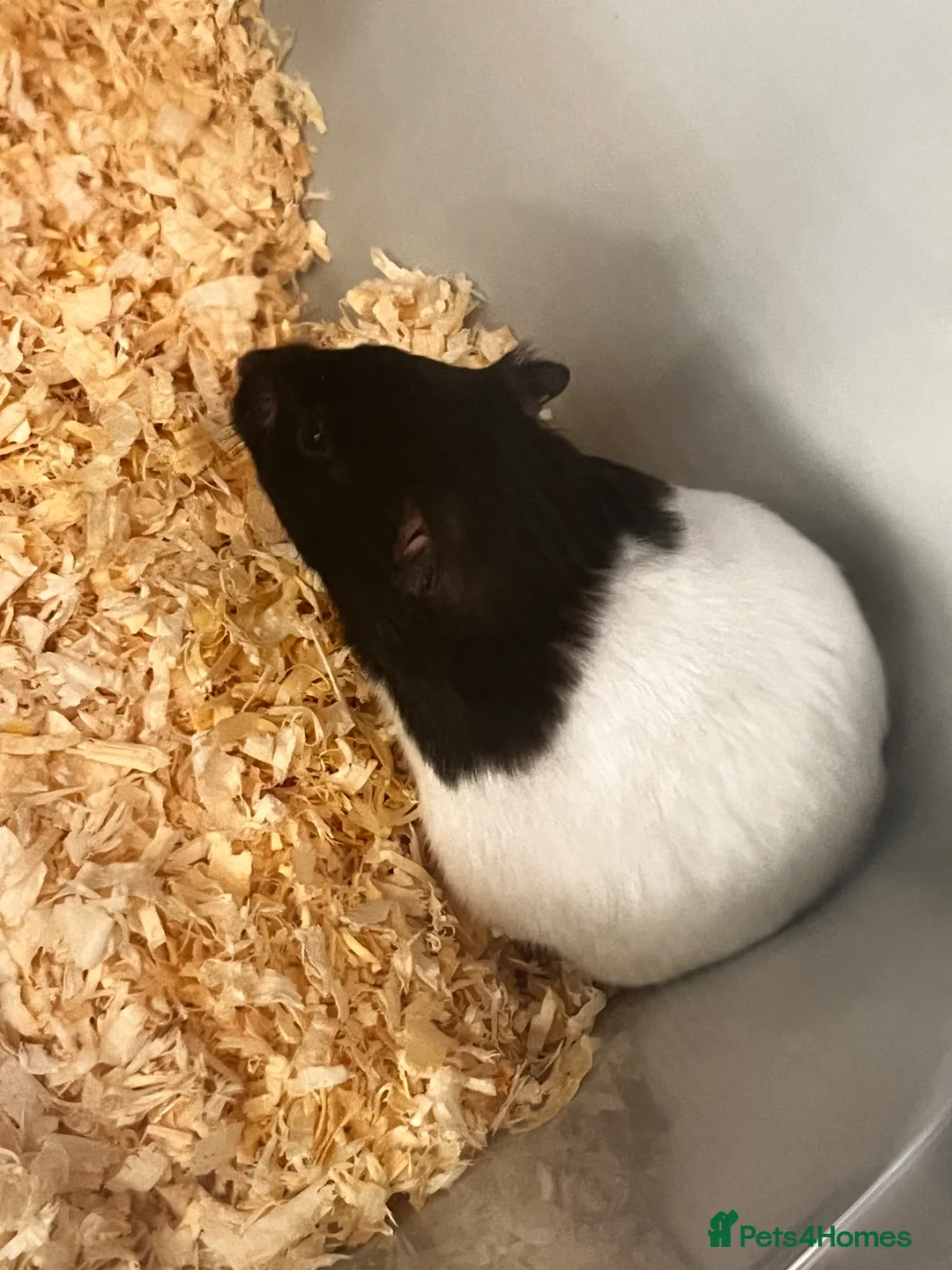 Hamster rodents for sale: Biggie the hamster in London - Advert 2