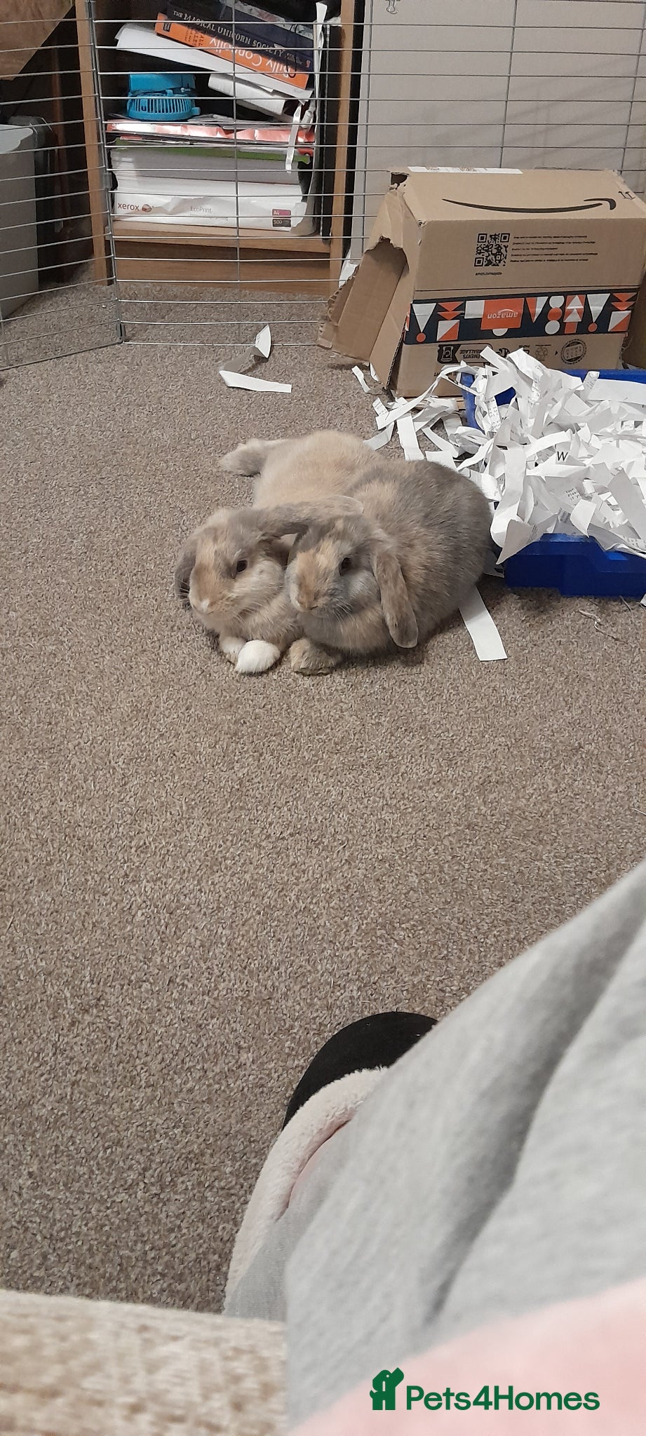 Rhinelander rabbits Mini lop siblings - Advert 1