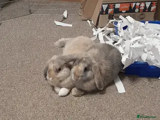 Rhinelander rabbits Mini lop siblings - Advert 1