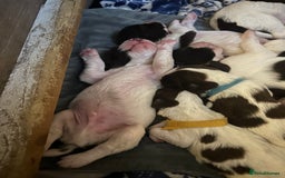 English Springer Spaniel dogs for sale: Springer spaniel pups  - Image 2