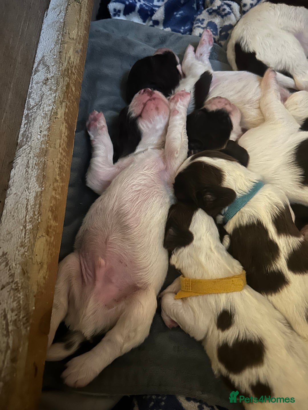 English Springer Spaniel dogs for sale: Springer spaniel pups  - Image 2
