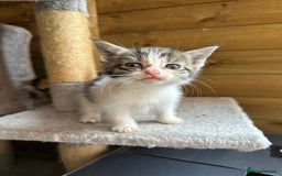 Mixed Breed cats for sale: Kittens for sale - Image 2