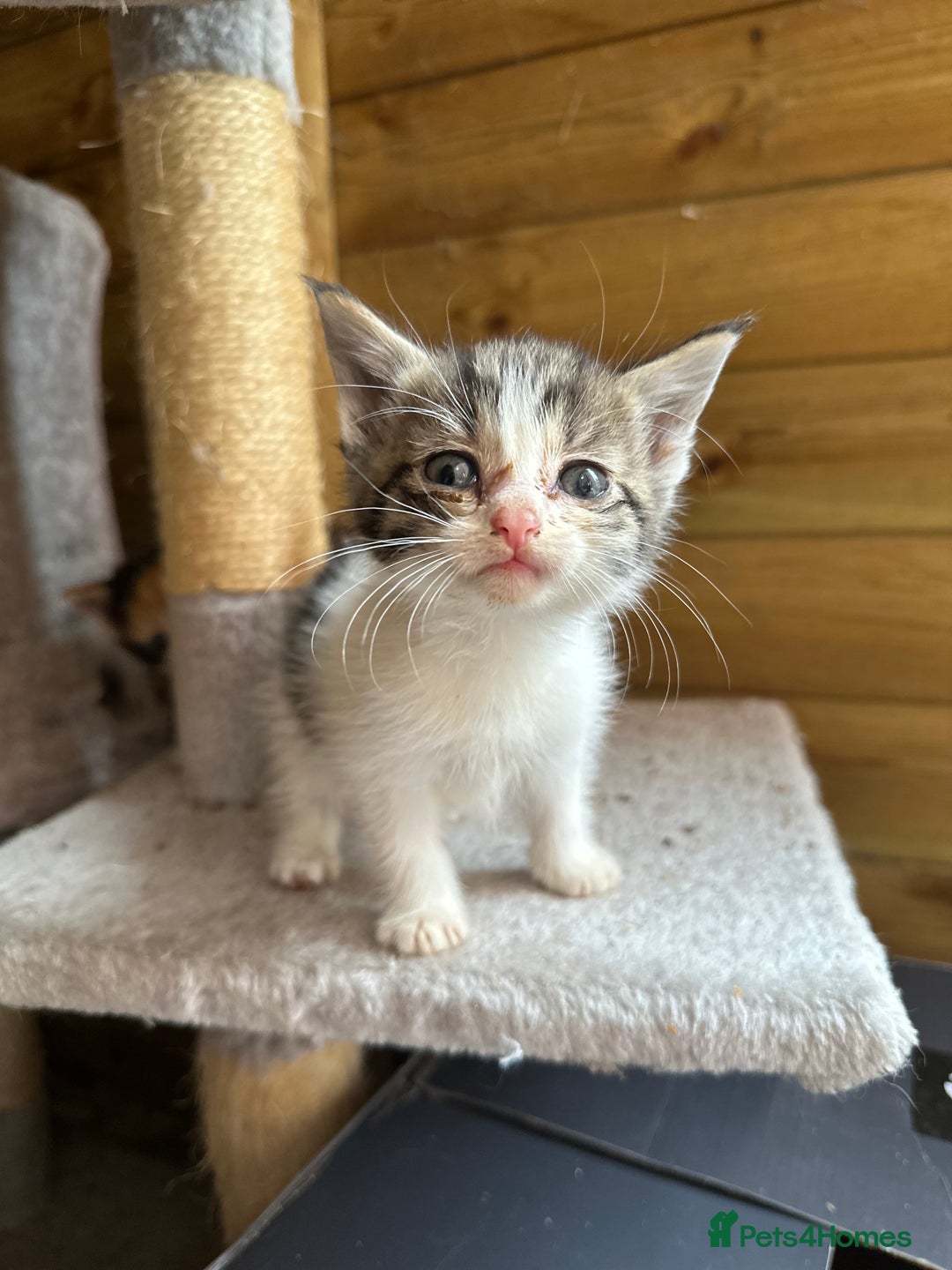 Mixed Breed cats for sale: Kittens for sale - Image 2