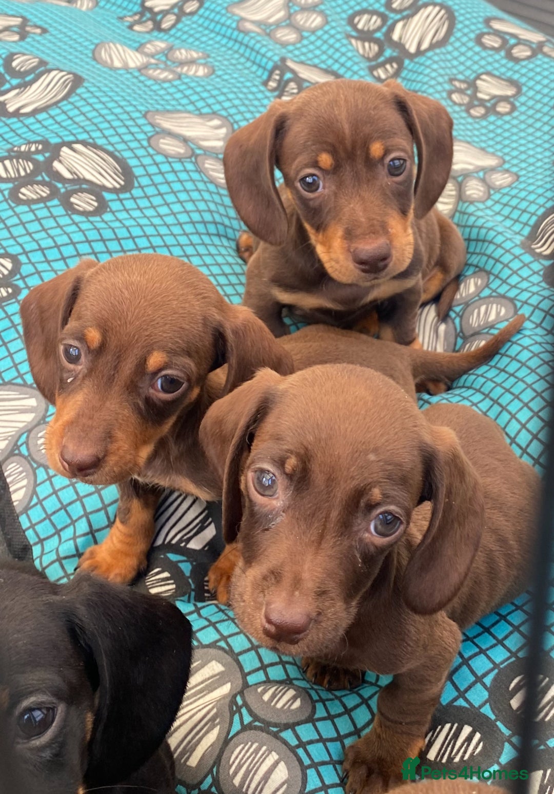 Dachshund dogs for sale: Dachshund puppies  - Image 1