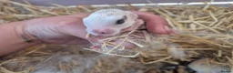 Mixed Breed rabbits for sale: 3 male Lionxlop buns very playful, well handled - Advert 20