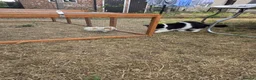 Guinea Pig rodents for sale: Two boy guinea pigs beautiful  - Advert 5