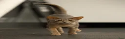 Abyssinian cats for sale: Marvellous Margot  - Advert 9