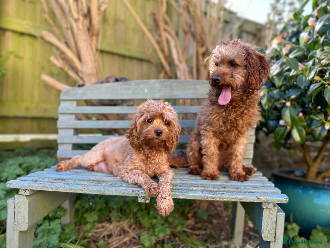 Cavapoo dogs for stud: Cavapoo stud dog Hipscored DNA tested in Winkleigh - Advert 1