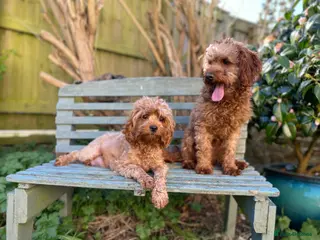 Cavapoo dogs Cavapoo stud dog Hipscored DNA tested in Winkleigh - Advert 8