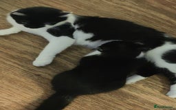 British Longhair cats for sale: Playful Tuxedo Kitten - Image 5