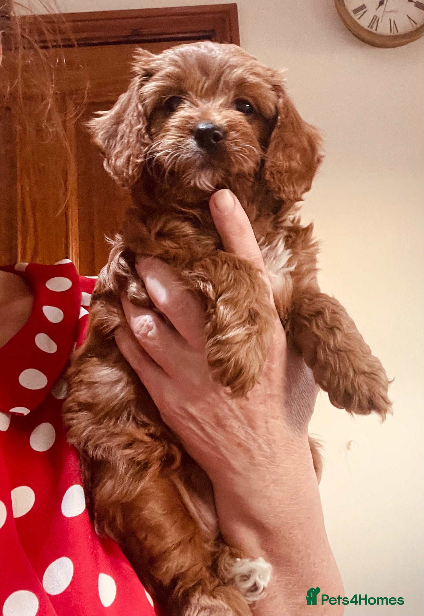 Cavapoo dogs Cavapoooo f1  - Advert 2