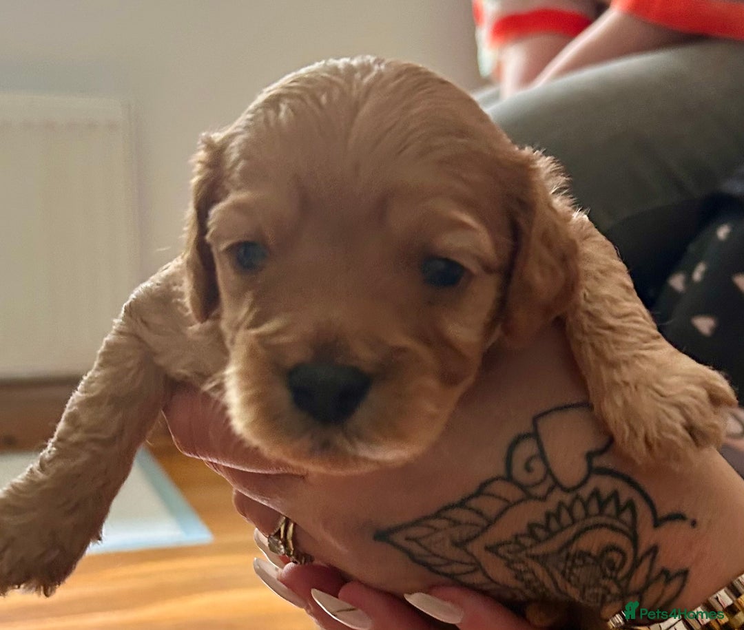 Cavapoochon dogs for sale: Cavapoochon 1 boy 1 girl left - Image 5