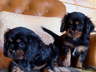 Cavalier King Charles Spaniel dogs Beautiful cavalier King Charles boys - Advert 3