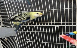Parrots birds for sale: Rosella - Image 3