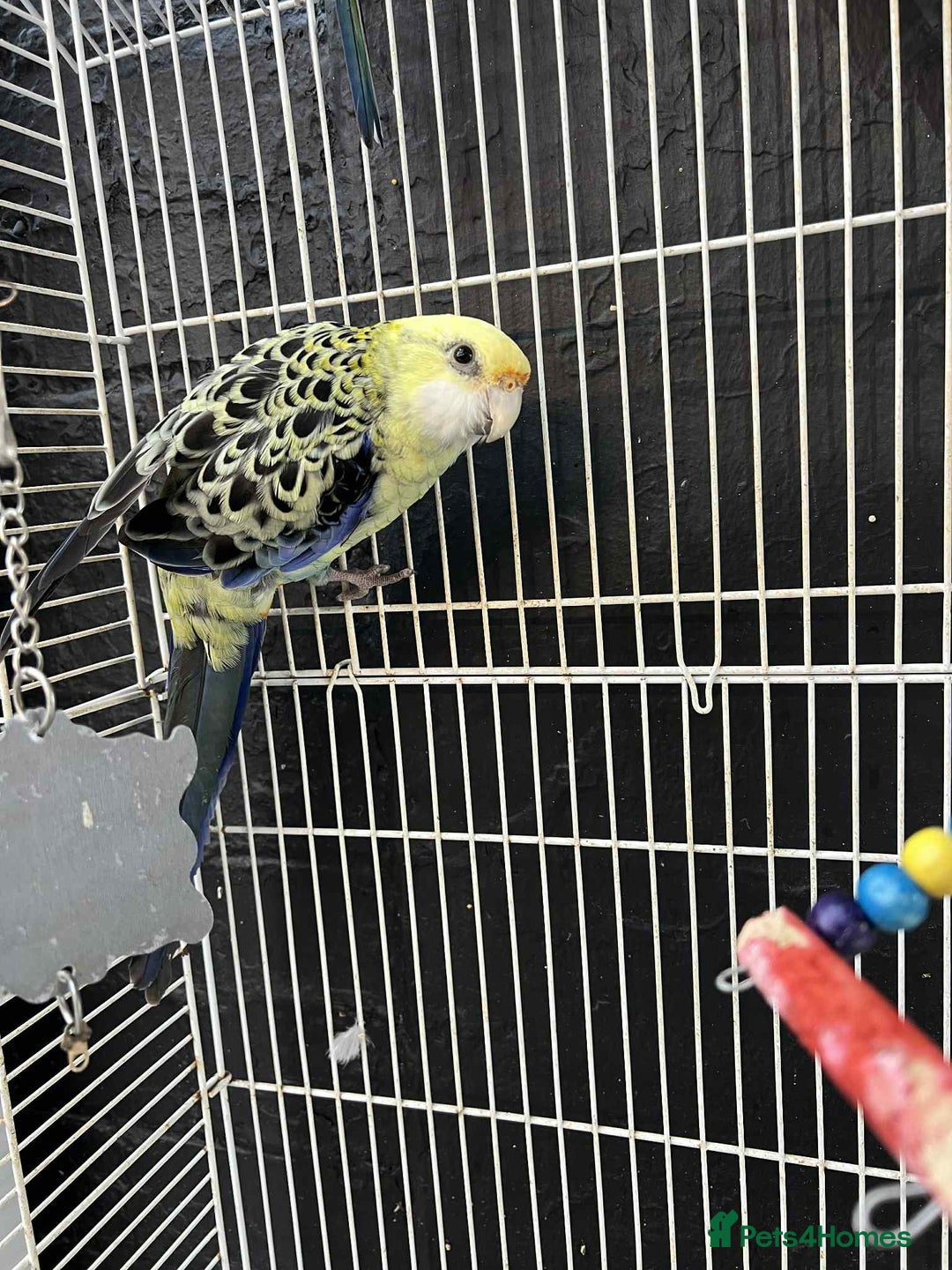 Parrots birds for sale: Rosella - Image 3