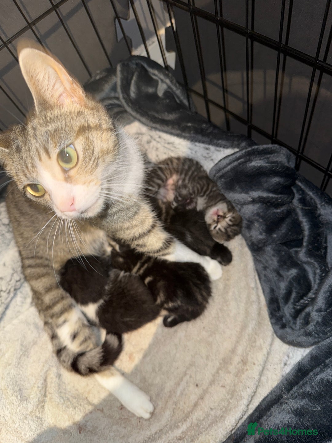 Mixed Breed cats for sale: Mixed kittens.  - Image 10