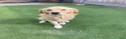 Golden Retriever dogs for sale: 🤍Cream / Platinum Golden Retriever Pups 🤍 - Advert 28