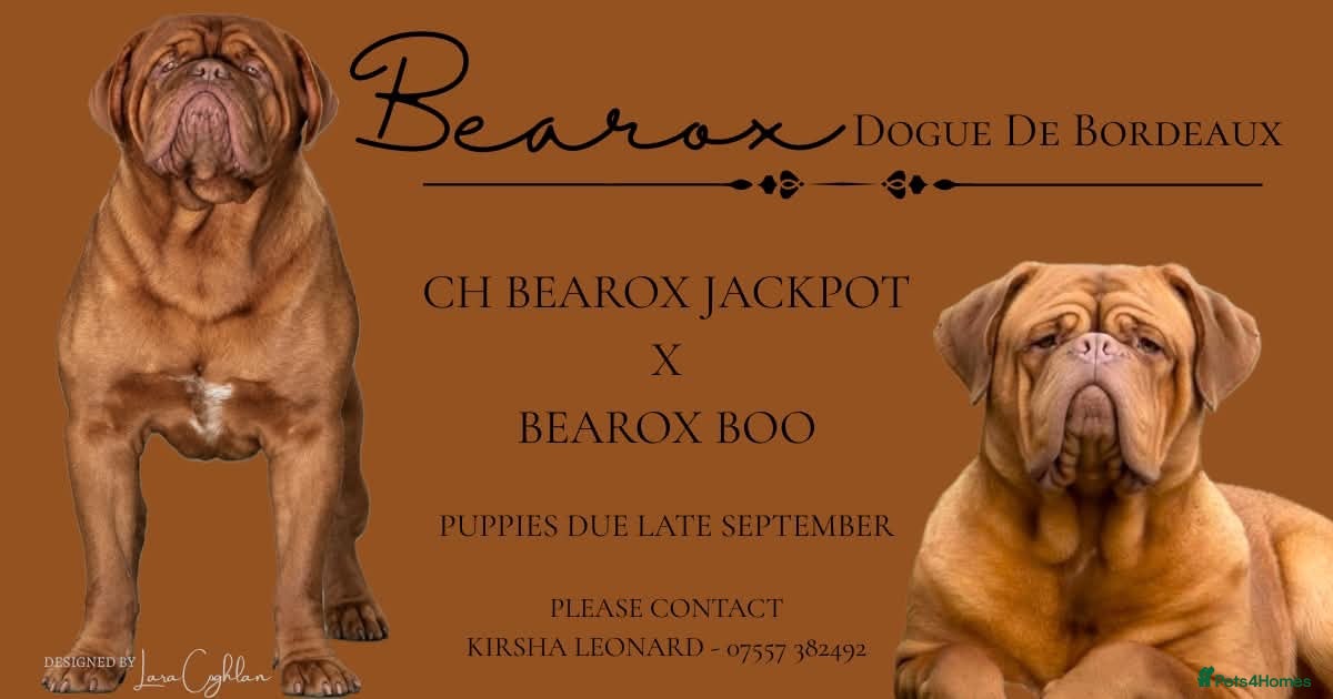 Dogue De Bordeaux dogs UK CHAMPION SIRED PUPPIES DUE SOON  - Advert 1