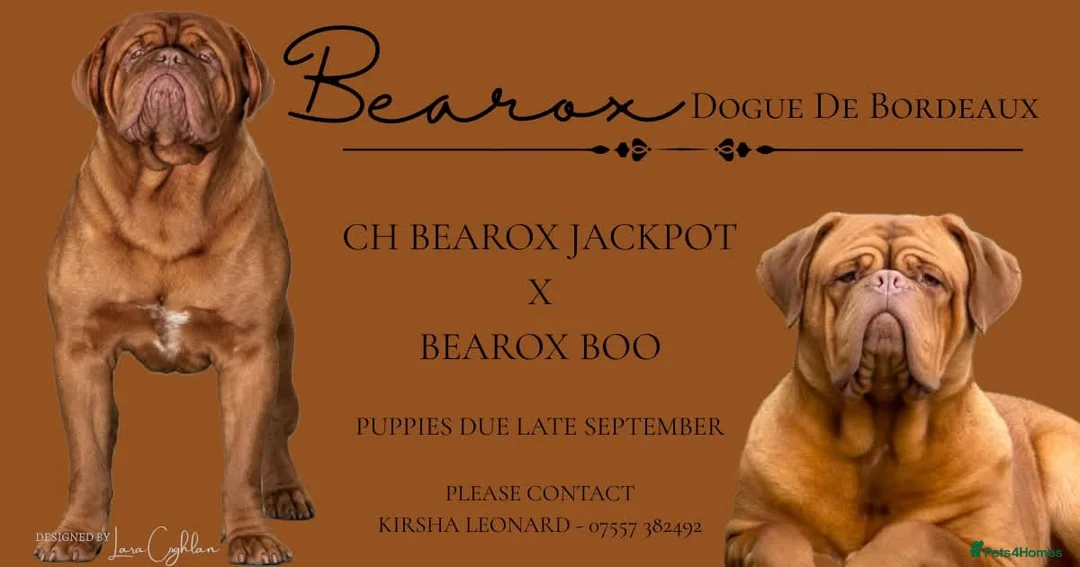 Dogue De Bordeaux dogs for sale: UK CHAMPION SIRED PUPPIES DUE SOON  - Advert 1