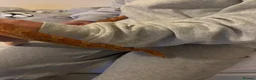 Corn Snake reptiles for sale: Friendly corn snake in Rye - Advert 11