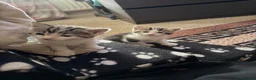 British Shorthair cats for sale: Kitten’s  in Darlington - Advert 21