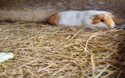 Guinea Pig rodents for sale: 2x 5 month old female guinea pigs  - Image 3