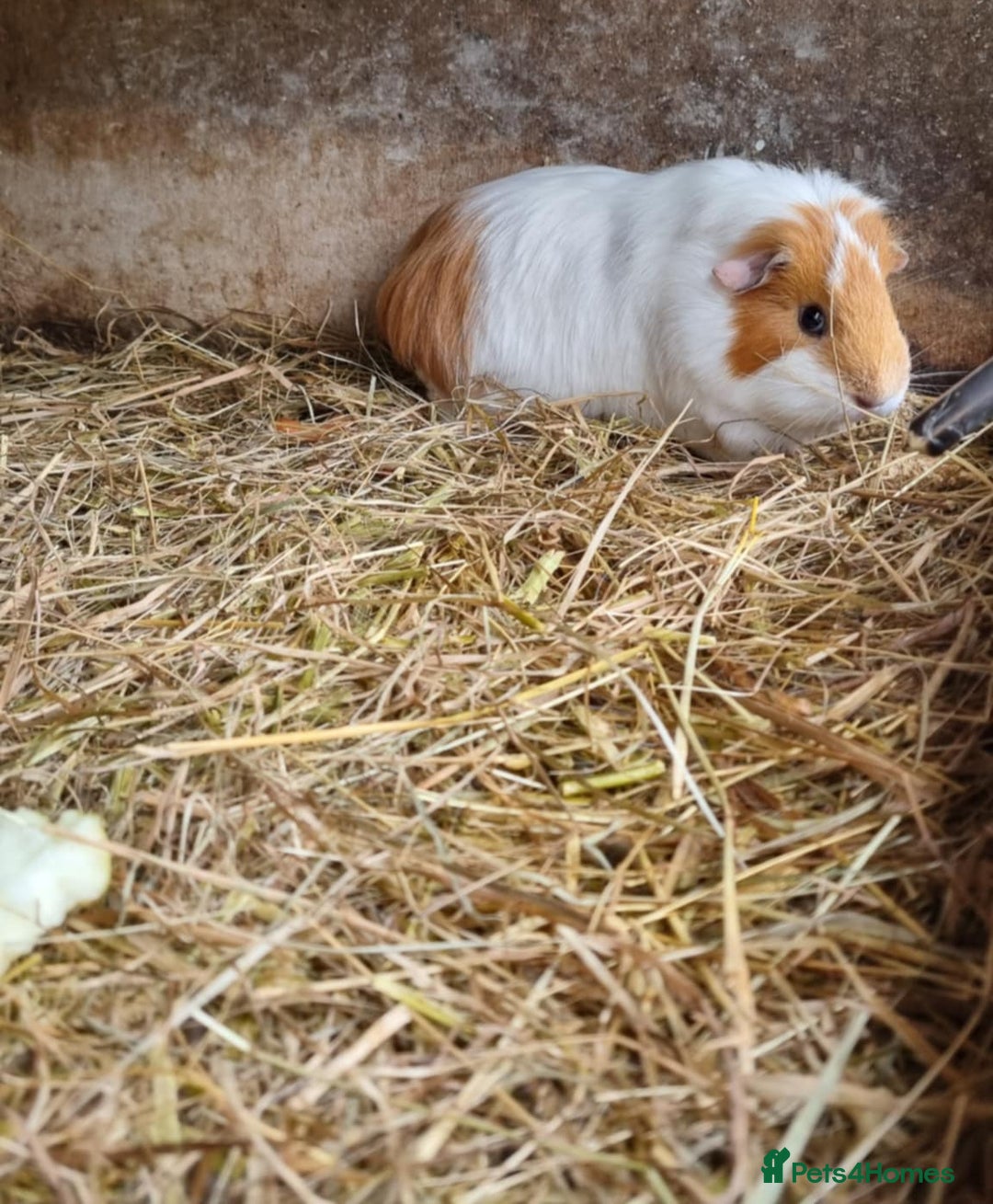 Guinea Pig rodents for sale: 2x 5 month old female guinea pigs  - Image 3
