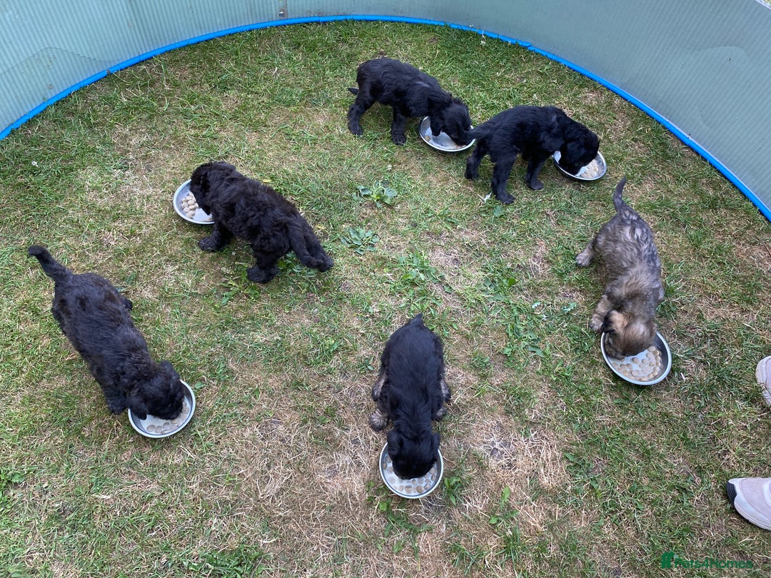 Mixed Breed dogs for sale: Bedlington Terrier X Whippet Puppies ⭐️ - Image 13