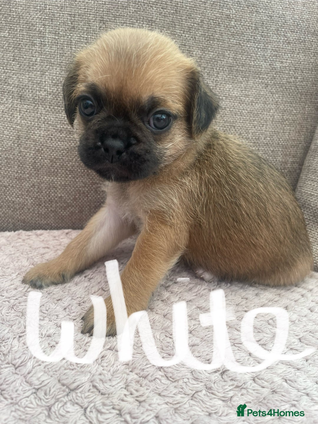 Mixed Breed dogs for sale: PUGAPOO 3 LEFT READY NOW  - Image 8