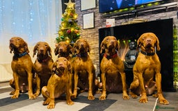 Hungarian Vizsla dogs for sale:   ⚜️Hungarian Vizsla puppies⚜️ - Image 15