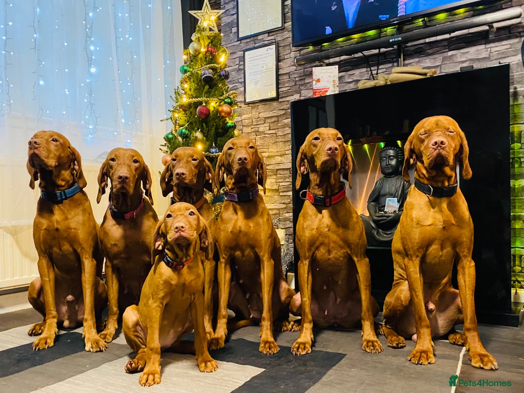 Hungarian Vizsla dogs for sale:   ⚜️Hungarian Vizsla puppies⚜️ - Image 15