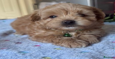 Maltipoo dogs - Advert 1