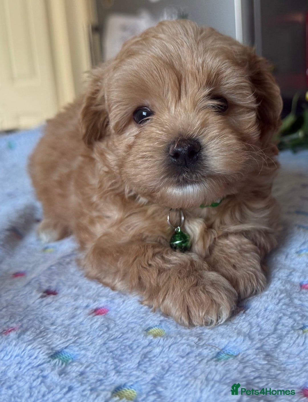 Maltipoo dogs for sale: Perfect small Maltipoo’s  puppy’s ❤️ - Image 2