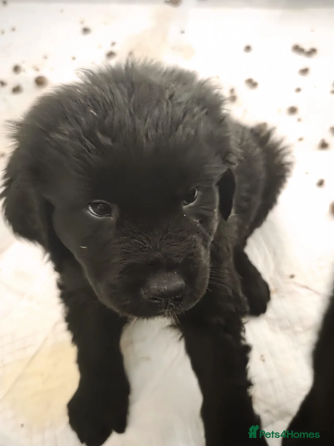 Mixed Breed dogs for sale: St Bernard Cross Newfoundland  in Isle of Lewis - Advert 5