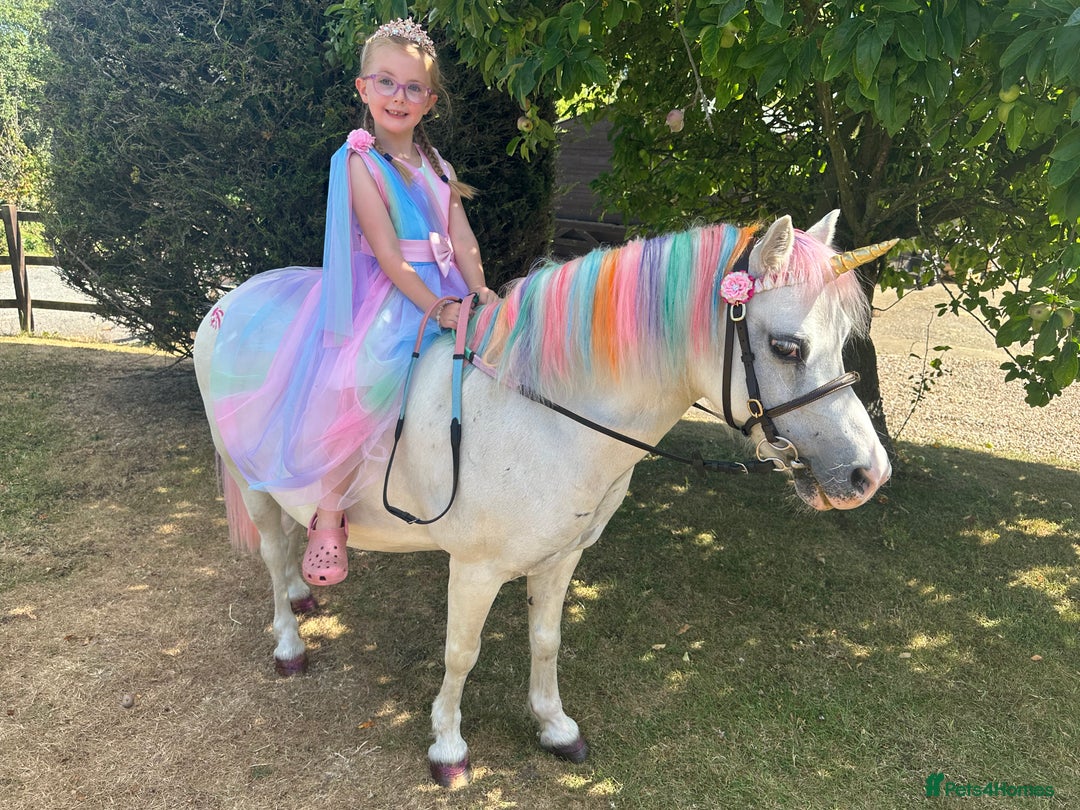Welsh Section A horses for sale: Super safe Welsh A Mare - Image 1