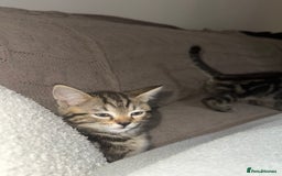 Mixed Breed cats for sale: 2 adorable little boys for sale - Image 2