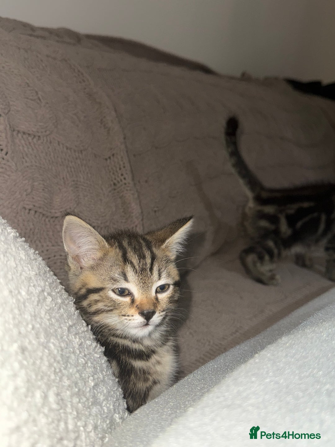 Mixed Breed cats for sale: 2 adorable little boys for sale - Image 2