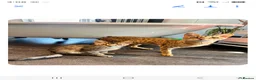 Savannah cats for sale: SAVANNAH X MAINE COON KITTENS EXCEPTIONAL QUALITY - Advert 8