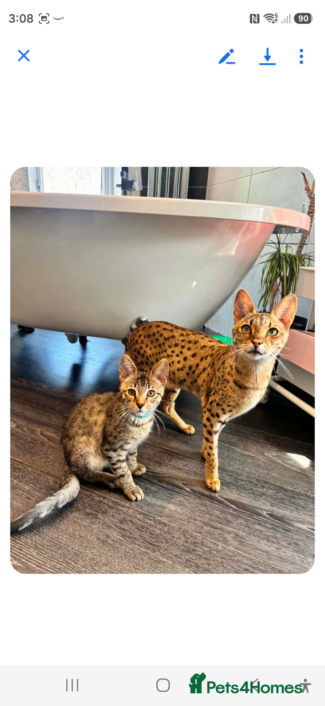 Savannah cats for sale: SAVANNAH X MAINE COON KITTENS EXCEPTIONAL QUALITY - Advert 8