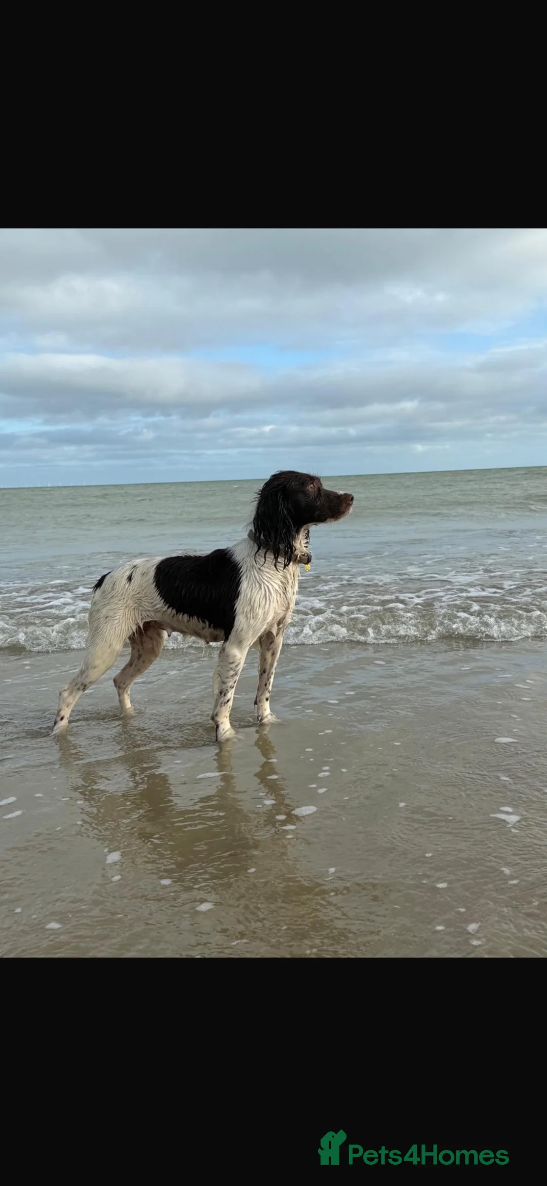 Sprocker dogs for sale: Sprocker spaniel puppies  - Advert 1